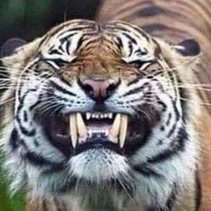 Meet your Posher, Paul